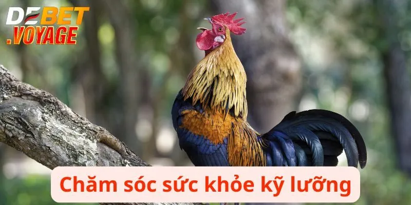 Bật Mí Cách Nuôi Gà Đá Bo Lớn Chiến Thắng Mọi Trận Đấu 3 Chăm sóc sức khỏe kỹ lưỡng