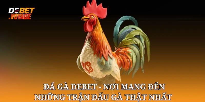 Đá gà chọi DEBET - Nơi Mang Đến Những Trận Đấu Gà Thật Nhất