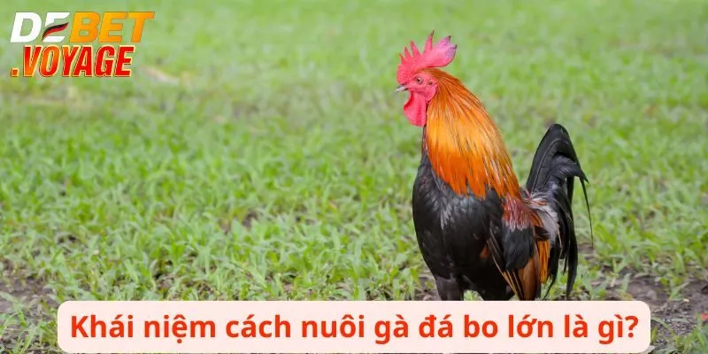 Bật Mí Cách Nuôi Gà Đá Bo Lớn Chiến Thắng Mọi Trận Đấu 1 Khái niệm cách nuôi gà đá bo lớn là gì?