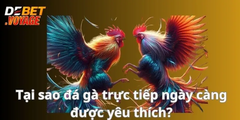 Đá Gà Trực Tiếp - Sân Chơi Đẳng Cấp Hấp Dẫn Nhất 2024 1 Tại sao đá gà trực tiếp ngày càng được yêu thích?