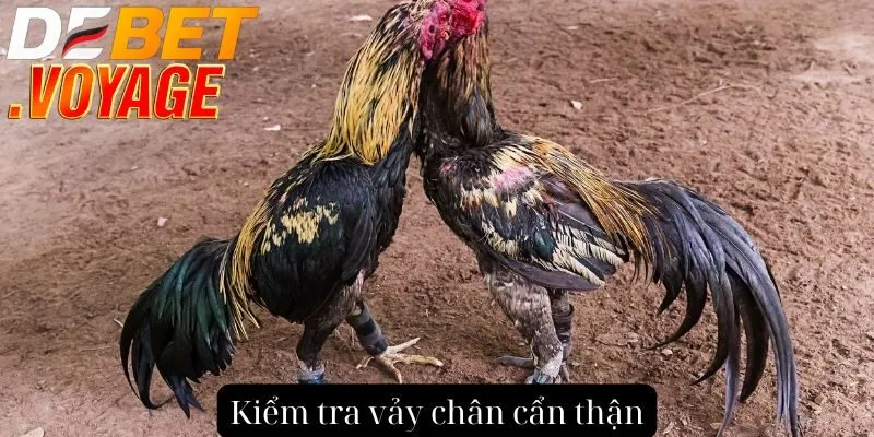 Cách xem vảy gà chọi tại DEBET - Lựa chọn chiến kê đỉnh cao 3 Kiểm tra vảy chân cẩn thận